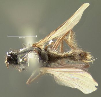Media type: image;   Entomology 1154 Aspect: habitus dorsal view